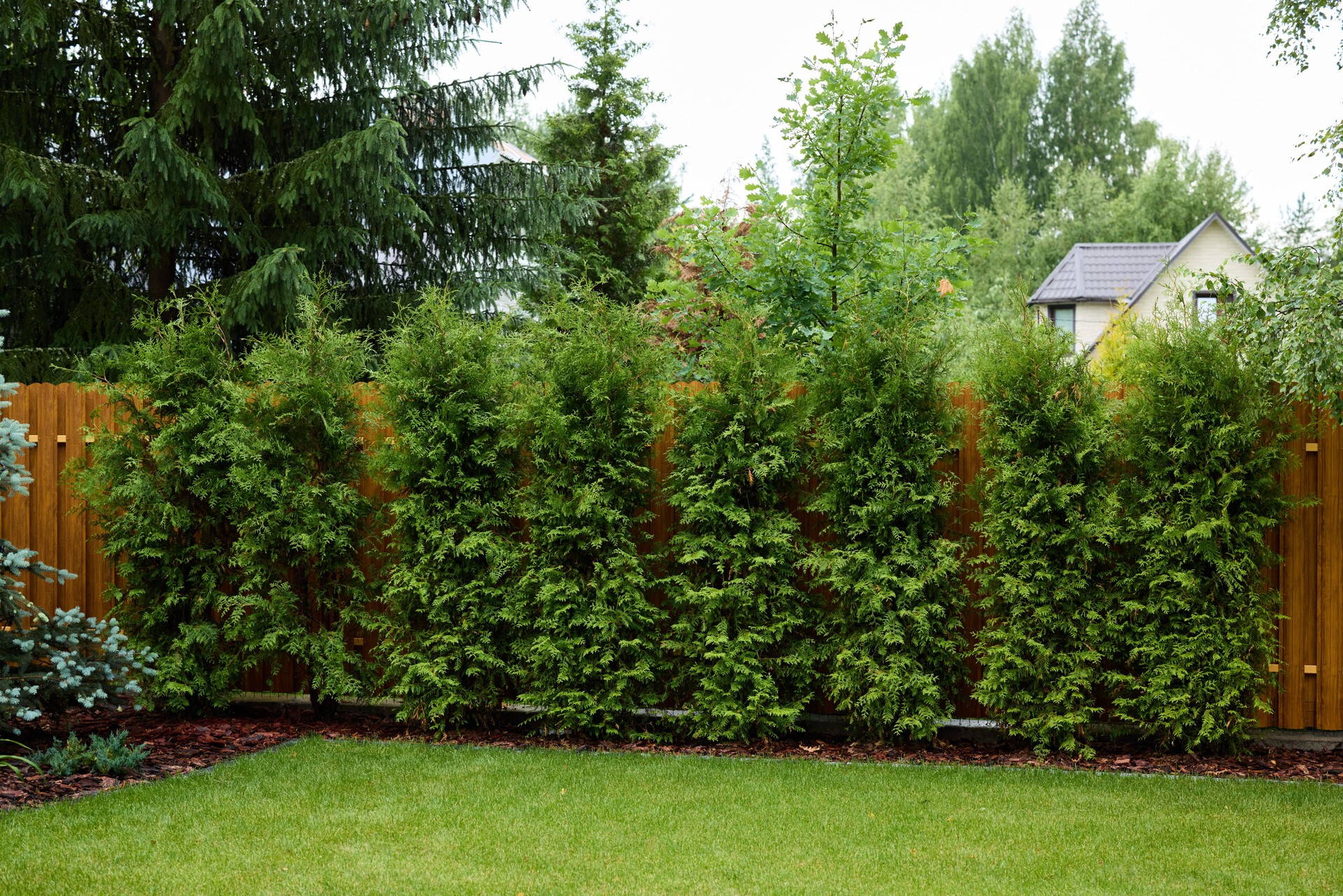 Privacy tree installation Monmouth County NJ for shade and natural fencing