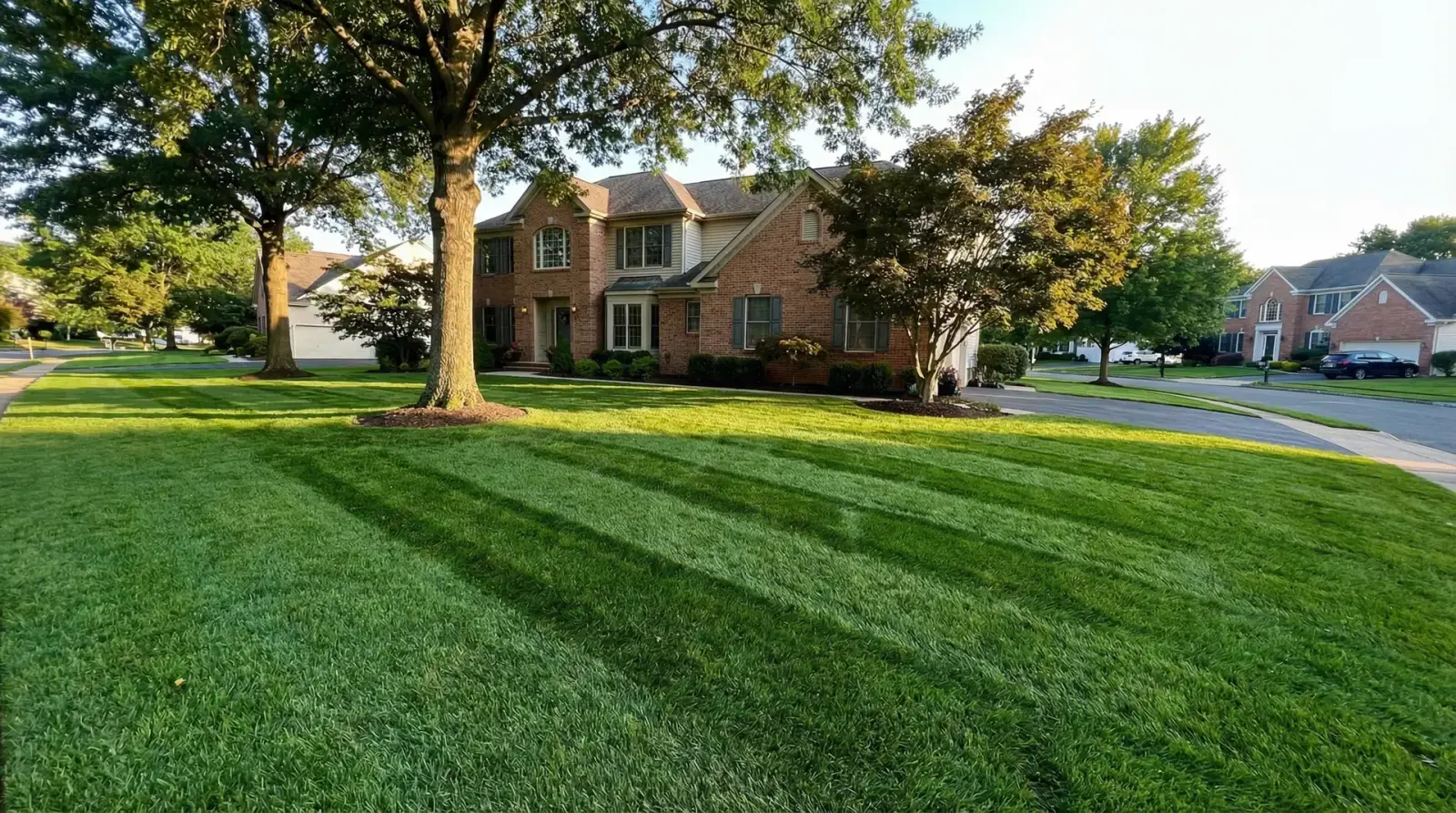 Mature tall fescue sod lawn installed in Monmouth County, NJ